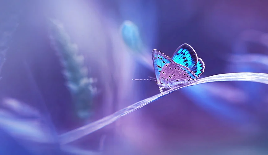 Gentle Metamorphosis Technique in San Luis Obispo, CA